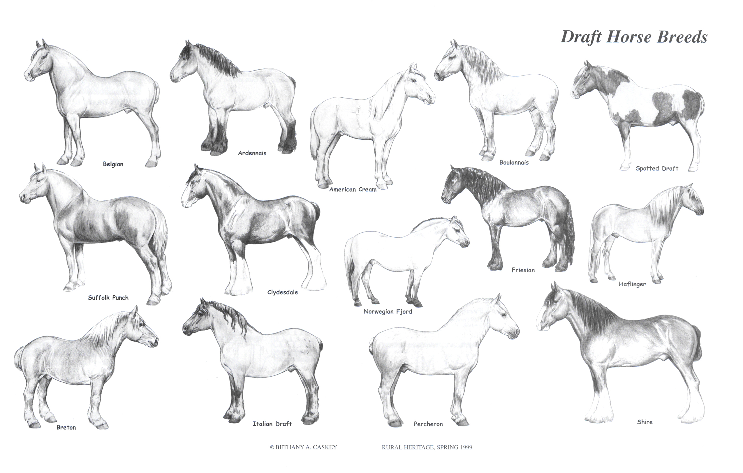 draft_horse_breeds.jpg