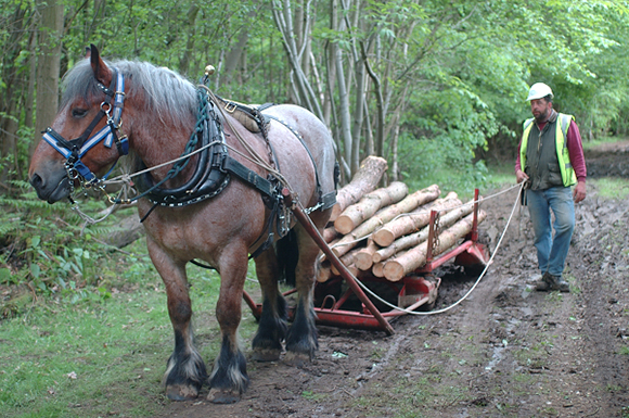 horse logging equipment
