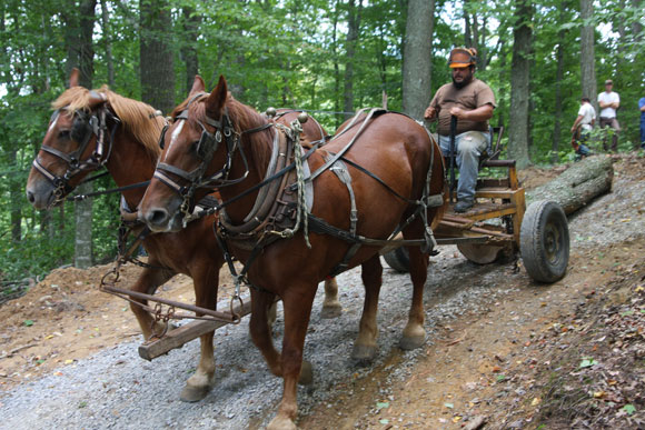 Horse Logging Equipment