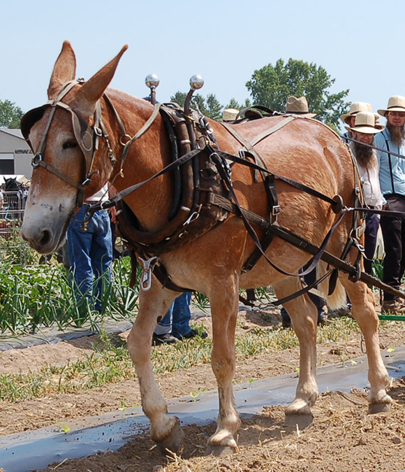 Rural Heritage — Mule and Donkey Teams 