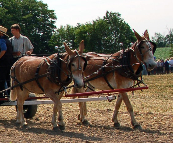 Rural Heritage — Mule and Donkey Teams for Sale Landing Page