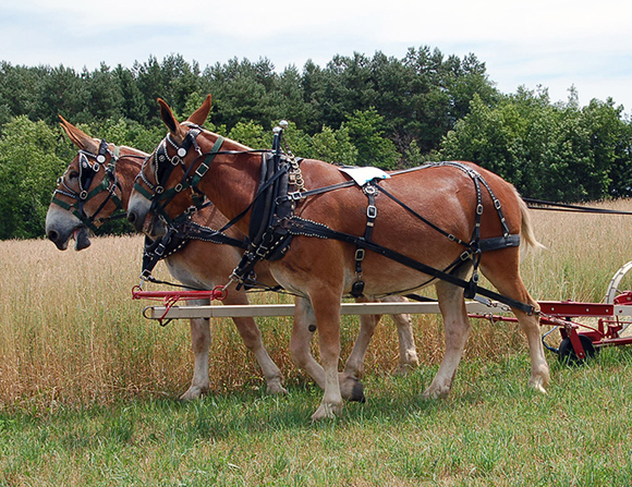 Rural Heritage — Mule and Donkey Teams 