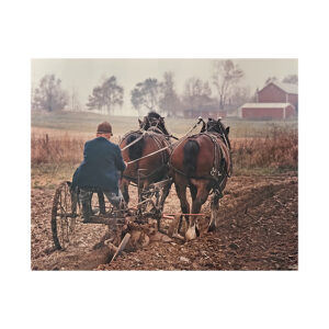 Bay Percherons Plowing Poster
