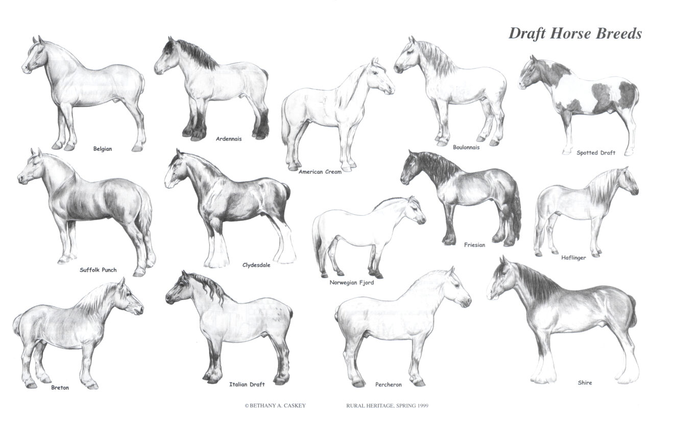 Draft Horse Breeds Illustration – Rural Heritage