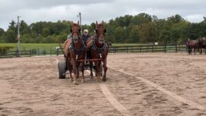 2022 Suffolk Punch Gathering