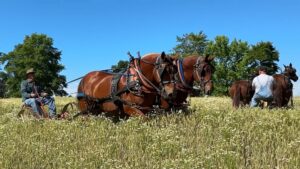 2024 Ohio Regional Suffolk Gathering