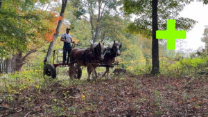 American Brabant Rendezvous 2023