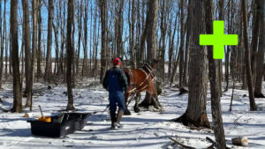 American Brabant Draft Horse Disposition