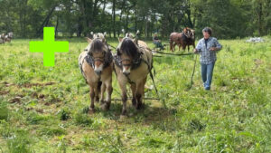 Brush Creek Plow Day 2025