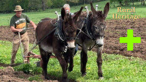 Donkey Plowing