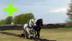 Earthwork Installation with Draft Animal Power