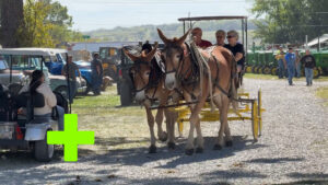 Horses and Mules at Eldon Old Iron Show 2024