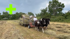 Foster Horse Drawn Haymaking