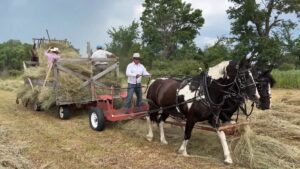 Horse Drawn Haymaking in Foster