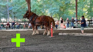 2023 North American Suffolk Gathering