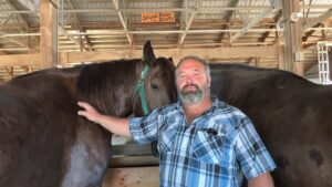 Horses at 2023 Midwest Old Threshers Reunion
