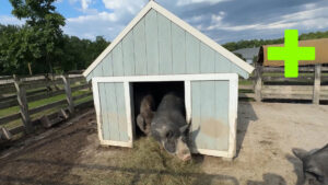 Lake Metropark Farm Park Part 1