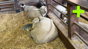 Lake Metropark Farm Park Part 2