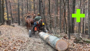 Chad Miano Logging