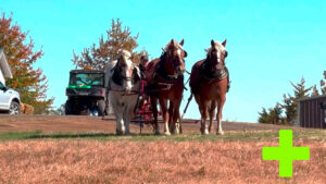 Missouri Draft Horse Association Field Day
