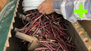 Growing and Preserving Purple Hull Peas with the Kees