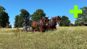 2024 Ohio Regional Suffolk Gathering