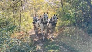 Team Trail Driving