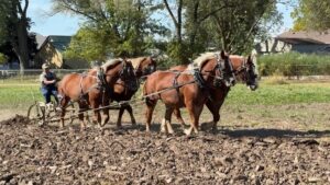 Horses and Mules at Eldon Old Iron Show 2024