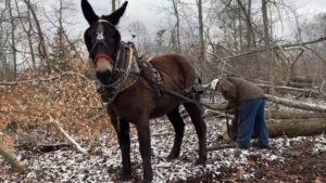 Zach Odom Logging