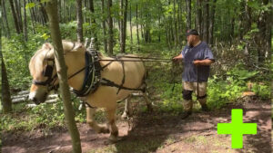 Taylor Johnson Logging Pulpwood