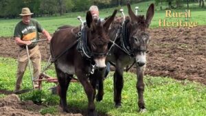 Donkey Plowing