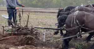 Baldwin Percherons Plow Day