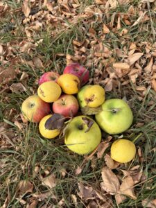 A gift of these local apples and pears left me in awe, for they had endured the same challenging weather this year as I had and still come to ripeness. I hope they pass that resilience to me!