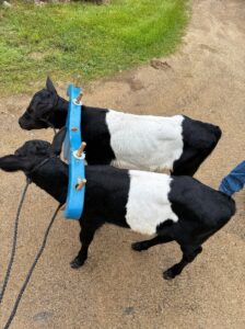 Joe & Mack yoked for one of the first times at Sanborn Mills at four weeks old in a 5” training yoke.